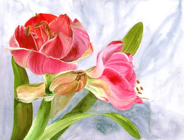 Amaryllis Flowers Branch Flowers Buds Watercolor Spring Flower Use Printed — Stock Photo, Image
