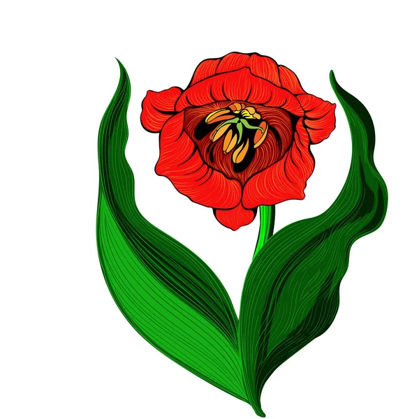Тюльпаны Графика Весенние Цветы Векторный Рисунок Использовать Печатные Материалы Знаки — стоковый вектор