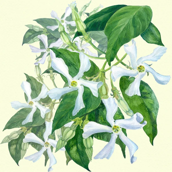 Jasmijn Bloemen Met Bladeren Knoppen Aquarel Trachelosperma Jasminoides Gebruik Bedrukte — Stockfoto