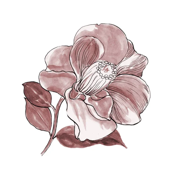 Camellia Kwiaty Liście Białym Tle Egzotyczne Kwiaty Rysunek Atramentu Kompozycja — Zdjęcie stockowe