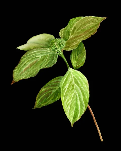 Tak Met Exotische Bladeren Aquarelverf Schilderen Medicinale Parfumerie Cosmetische Planten — Stockfoto