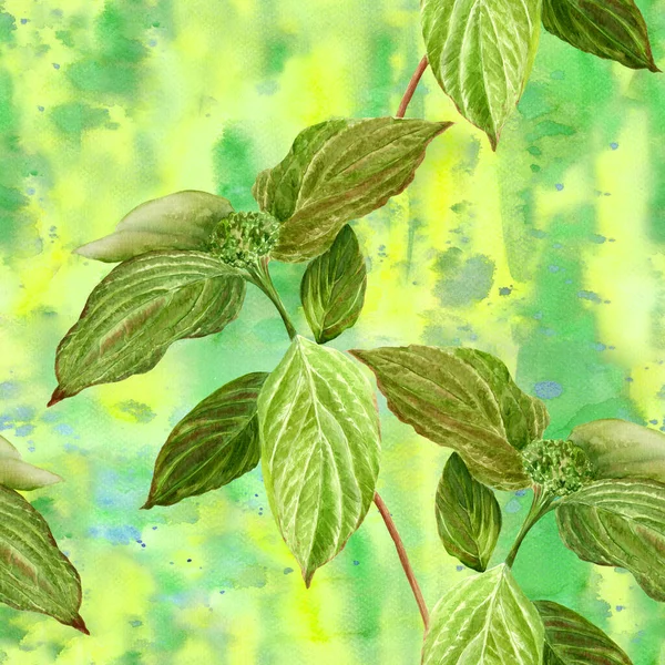 Απρόσκοπτη Φόντο Κλάδος Φύλλα Υδατογραφία Φάρμακα Αρωματοποιία Και Καλλυντικά Φυτά — Φωτογραφία Αρχείου