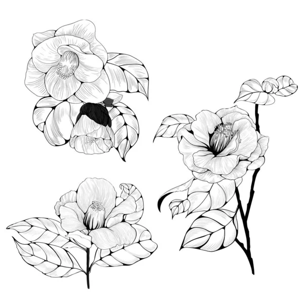 Camellia Bloem Vector Illustratie Parfumerieën Cosmetische Planten Behang Gebruik Bedrukte — Stockvector