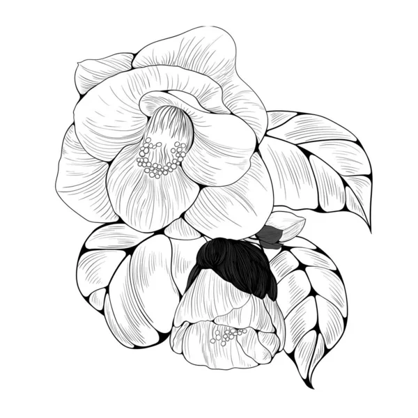 Kamelya Çiçeği Vektör Çizimi Parfüm Kozmetik Bitkileri Duvar Kağıdı Yazılı — Stok Vektör