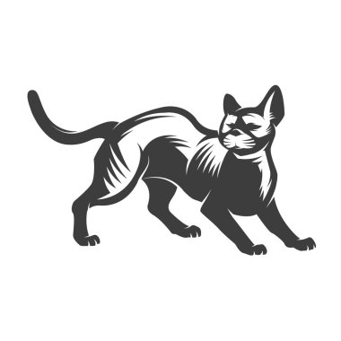 kedi beyaz arkaplanda izole edildi.