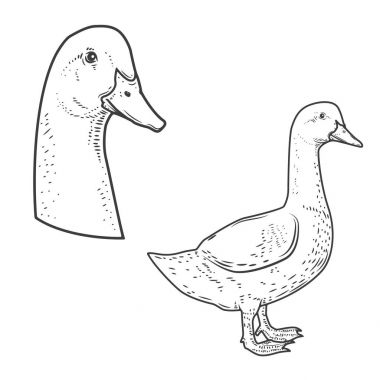 Beyaz arka plan üzerinde izole kaz simgeler kümesi. Tasarım öğeleri