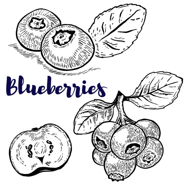 Reihe von Blaubeeren-Illustrationen auf weißem Hintergrund. Konstruktion — Stockvektor