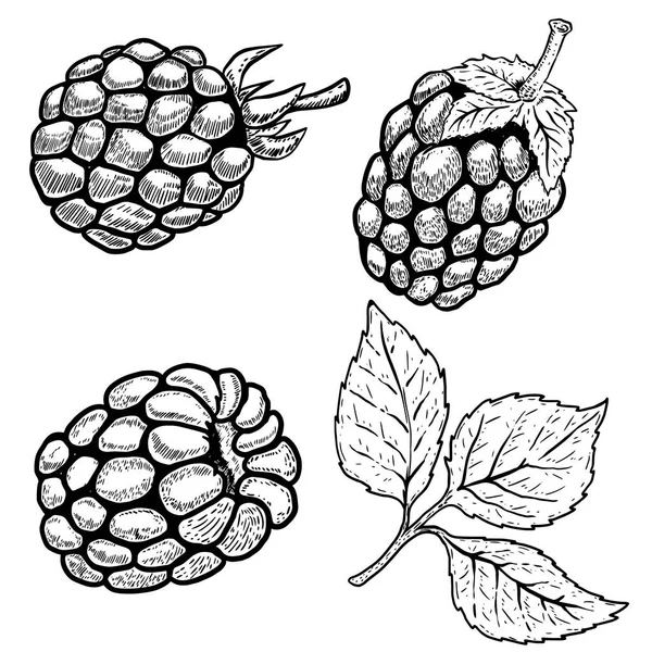 Ensemble de framboises dessinées à la main isolées sur fond blanc. Desi — Image vectorielle