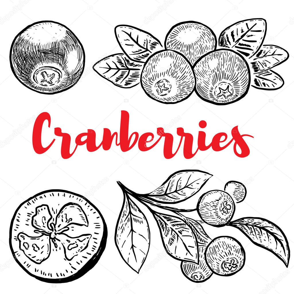 Set of hand drawn cranberries isolated on white background. Desi