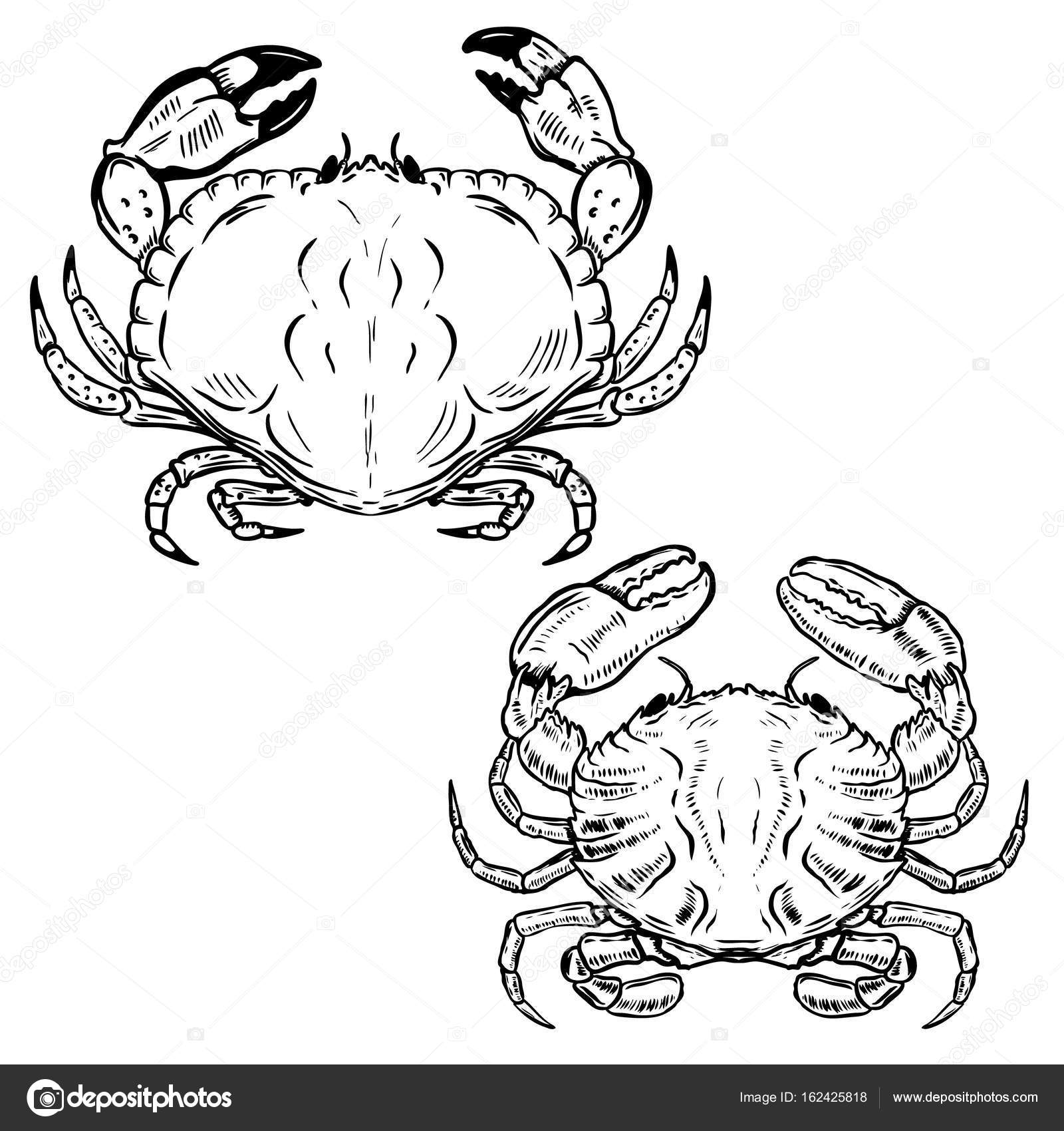 Download Hand drawn crabs isolated on white background. Design ...