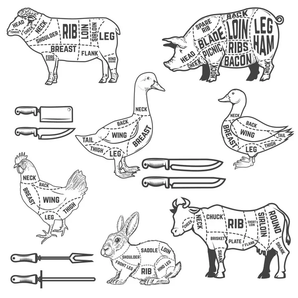 Diagrama guía para cortar carne de cordero, ganso, cerdo, vaca, rabino — Vector de stock