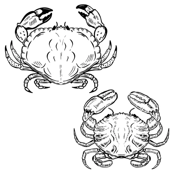 Handritad krabbor isolerad på vit bakgrund. Design element f — Stock vektor