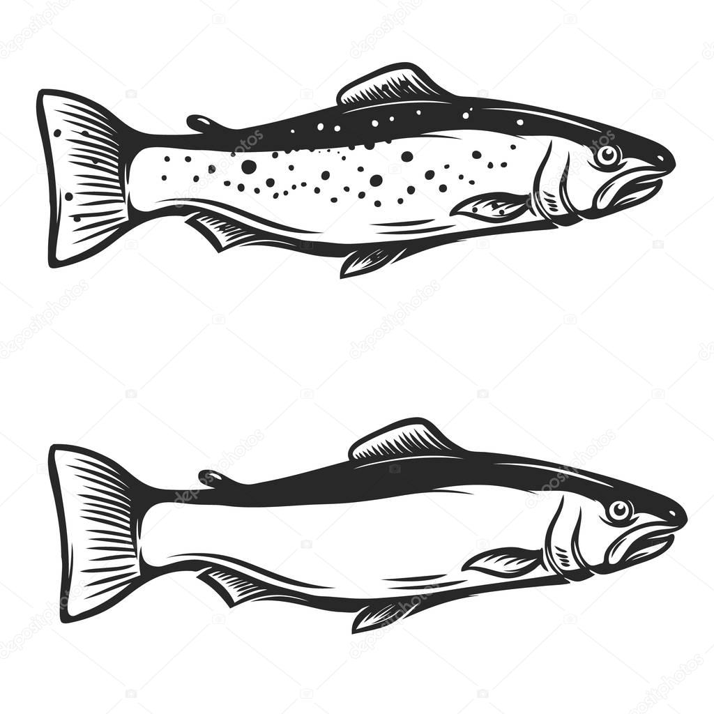 Trout fish illustration on white background.