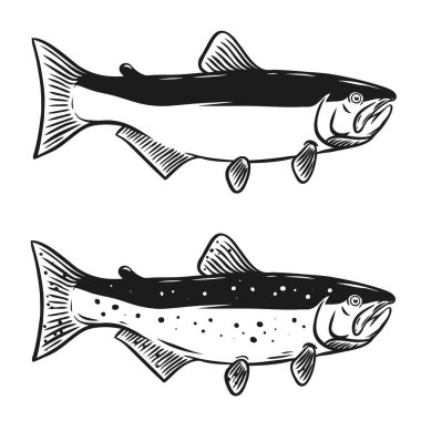 İllüstrasyon izole beyaz zemin üzerine Somon Balık. 