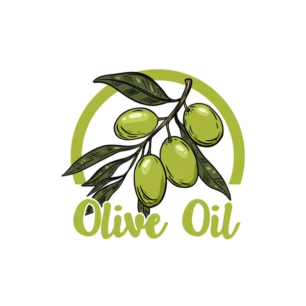 Extra vergine olijfolie. Olive branch. Ontwerpelement voor teken, badge, embleem, label. Vectorillustratie — Stockvector
