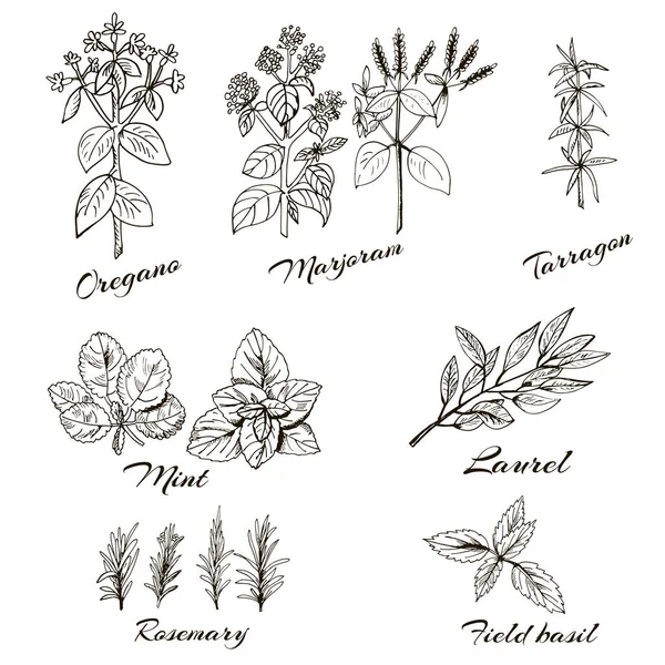 Herbs marjoram, Basil, oregano, mint, tarragon, rosemary, Laurel. hand drawn — Stock Vector