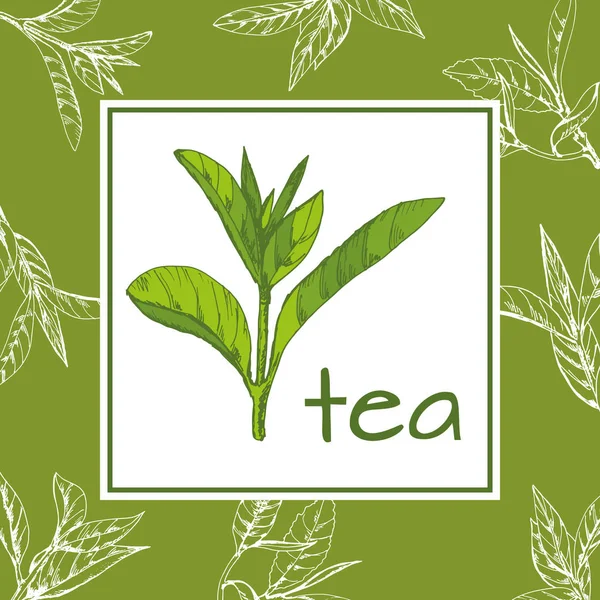 Tee-Logo-Vektor, Hintergrund mit handgezeichneten Blättern und Teezweigen — Stockvektor