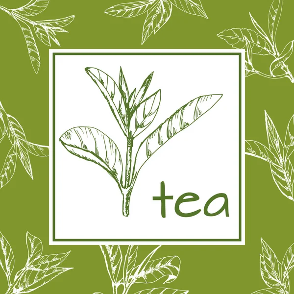 Vector del logotipo del té, fondo con hojas dibujadas a mano y ramas de té — Archivo Imágenes Vectoriales