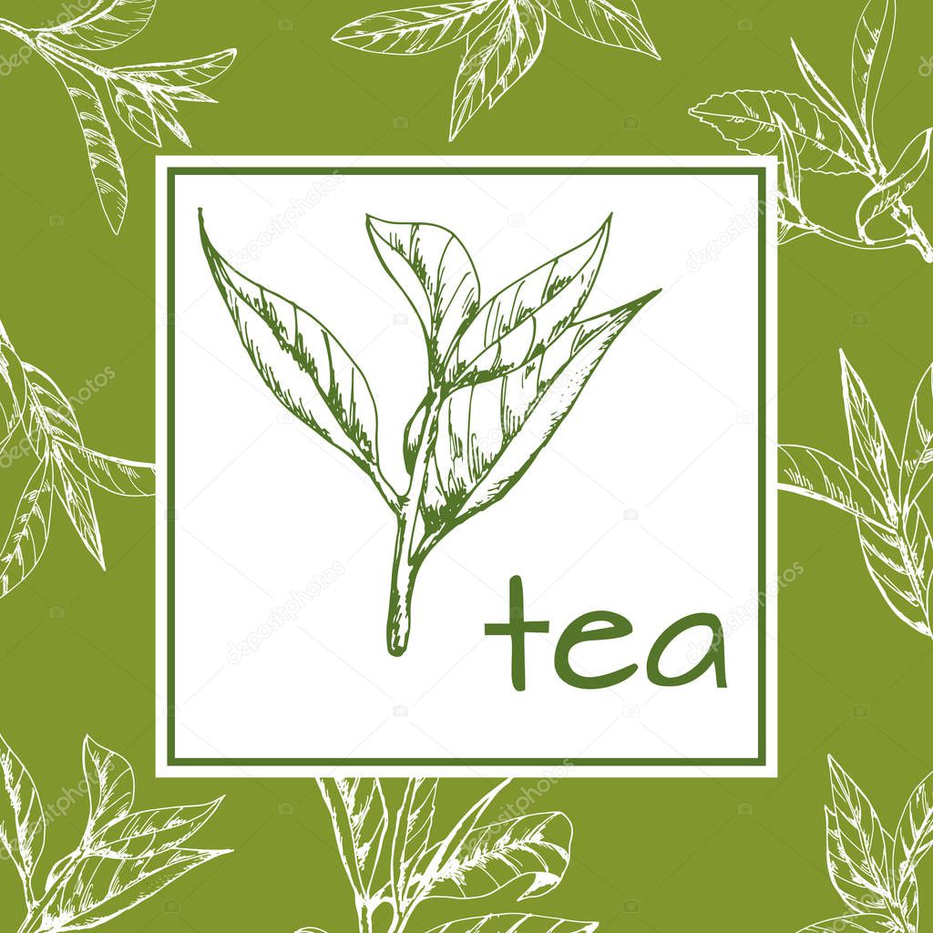 Tea logo vector, background with hand-drawn leaves and branches of tea, sketch