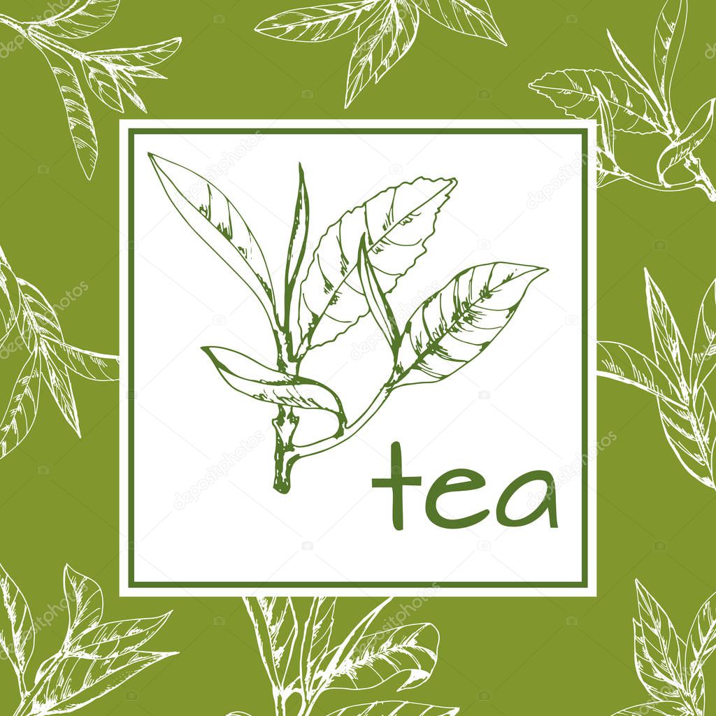 Tea logo vector, background with hand-drawn leaves and branches of tea, sketch