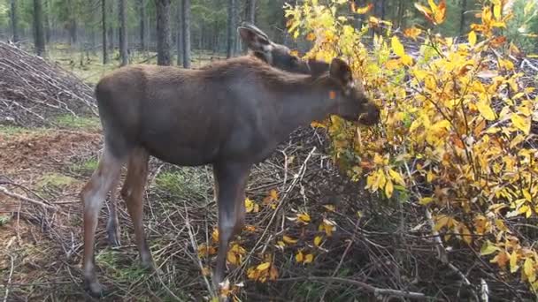Dvě mladé Moose jíst — Stock video