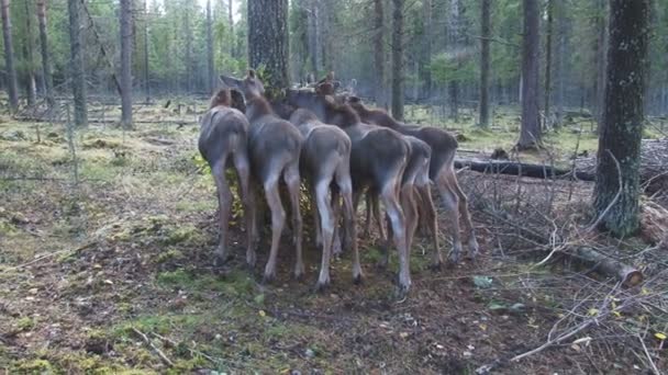 Šest mladých Moose jíst — Stock video