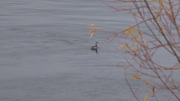 Утка плавает по реке — стоковое видео