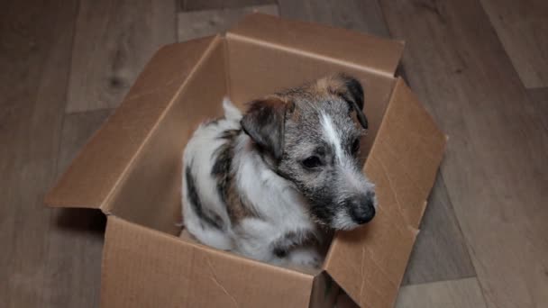 Pequeño perro en caja — Vídeos de Stock