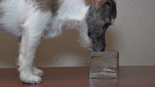 Cane beve acqua — Video Stock