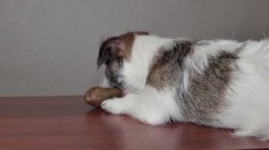 Köpek diş kemik alır