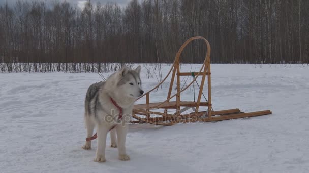 狗拉雪橇雪橇 — 图库视频影像