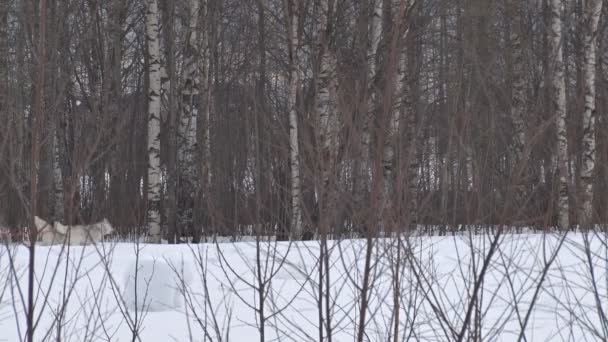 人与狗驱动的雪橇 — 图库视频影像