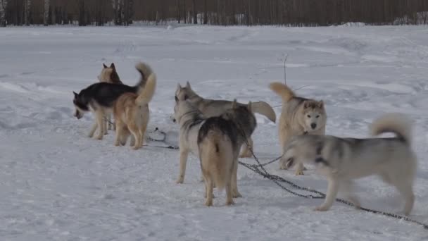 雪橇犬链上 — 图库视频影像