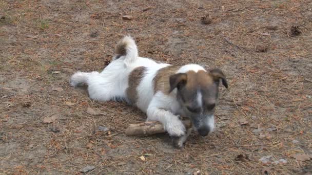 Jeune chien mâche sur bâton en bois 