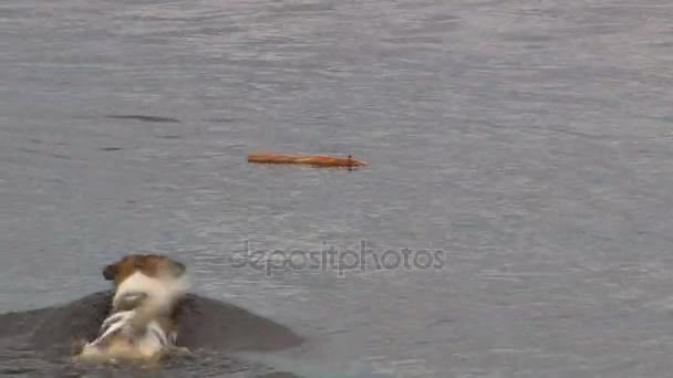 Jeune chien nage dans la rivière — Video