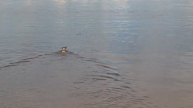Köpek nehirden tahta bir sopa gelir