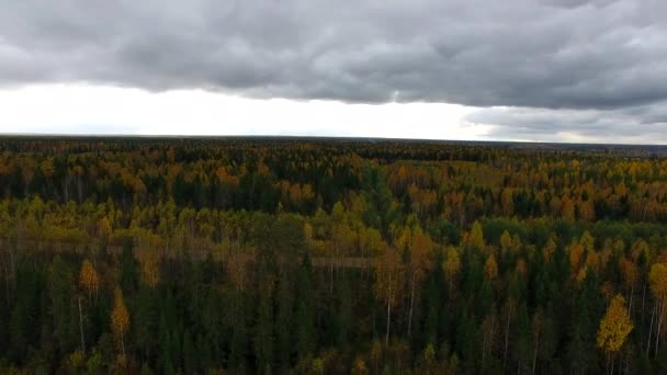 Lasu i drogi w jesienny wieczór — Wideo stockowe
