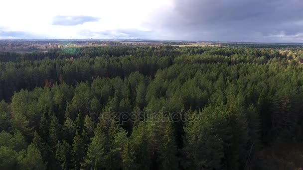 Survoler la forêt de pins en automne 