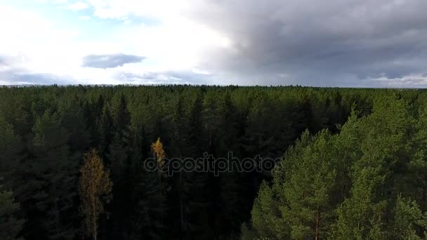 Aumento de cámara sobre bosque — Vídeo de stock