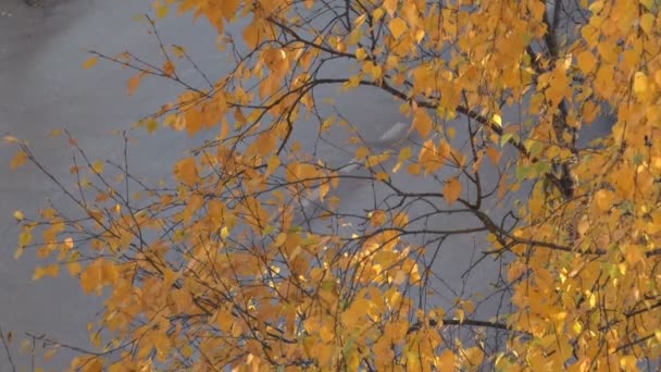 黄色の葉と車 — ストック動画