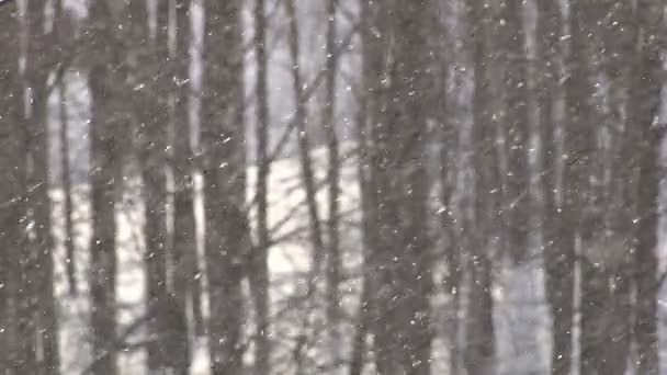 Opady Śniegu Lesie Śnieg Pada Lesie Przy Słonecznej Pogodzie — Wideo stockowe