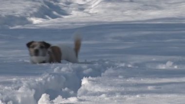 Köpek ishal yoluyla derin Snow.Dog kışın karda çalışan Jack Russell Terrier doğurmak. Köpek kar düşüyor. Köpek neşeli