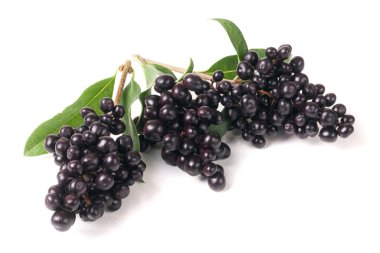 Vahşi kurtbağrı veya beyaz arka plan üzerinde izole Ligustrum vulgare Şubesi