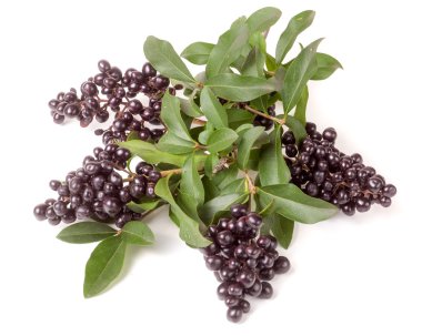 Vahşi kurtbağrı veya beyaz arka plan üzerinde izole Ligustrum vulgare Şubesi