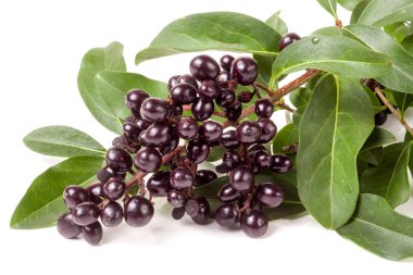 Vahşi kurtbağrı veya beyaz arka plan üzerinde izole Ligustrum vulgare Şubesi