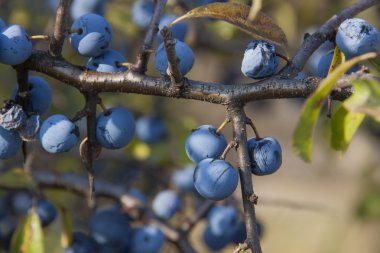 karaçalı arka plan bulanık çilek ile şube