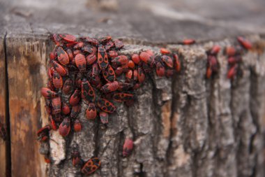 Pyrrhocoris apterus veya tahtakuruları-askerler bir ağaç üzerinde kırmızı-siyah böcekleri
