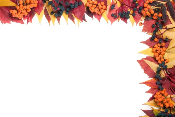 Üvez meyveleri ve beyaz arka plan üzerinde izole yabani üzüm ile sonbahar yaprak çerçeve — Stok fotoğraf