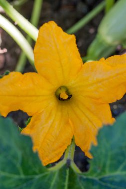 sebze bahçesinde kabak çiçekleri