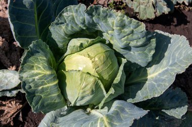 Olgun Bahçe yakın çekim lahana başkanı